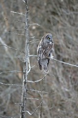 Great Gray Owl