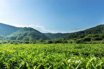 Fototapeta na wymiar Green tea leaves grow in the mountains. In the sunlight.