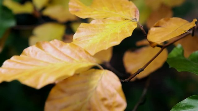 All the shades of Autumn show through as leaves change colour in woodland in Worcestershire, UK and blow in the seasonal wind.