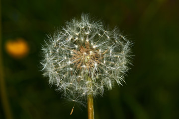 Dandelion in the flowering period is shown in close-up. Selected individual seeds with air legs, which are detached from the flower under gusts of wind. Macro, Russia, Moscow region, nature, flowers