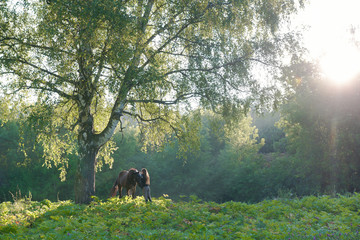 Horse with a rider on a beautiful forest landscape. Sunlight
