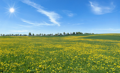 Große Löwenzahn Blumenwiese im Sonnenschein  © Robert Schneider