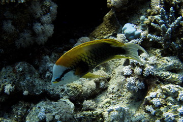 Coral reefs of Red Sea, Sharm el Sheikh, Egypt 