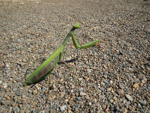 Amantide religiosa
