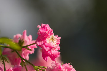 Caelifera on pink rose