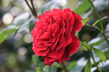 Red Rose flower