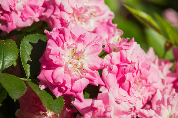 Rosa gallica flower