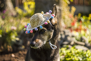 Elegancki pies w kapeluszu