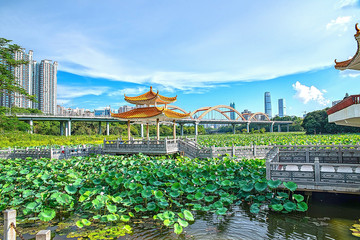 Lotus in Shenzhen Honghu Park