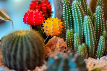 Colorful of beautiful cactus or succulents