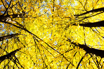 Beautiful gold autumn trees. Bottom-up view.