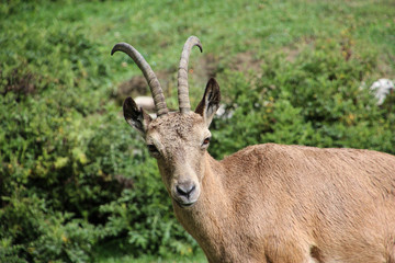 A Yanghir or siberian bouquetin
