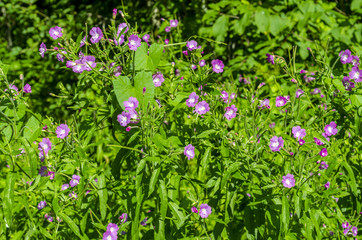 purple flowers with green leaves