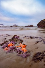 Colorful star fish exposed on the Oregon coast at extreme low tide - 227643277