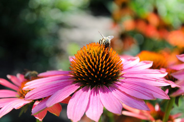 Coneflower petals