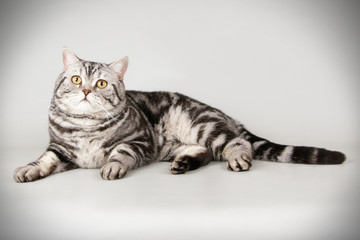 Scottish straight shorthair cat on colored backgrounds