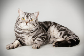 Obraz premium Scottish straight shorthair cat on colored backgrounds