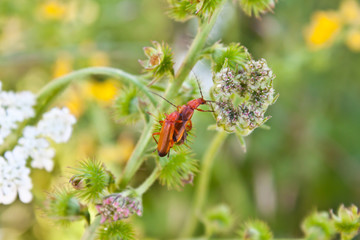 red bug