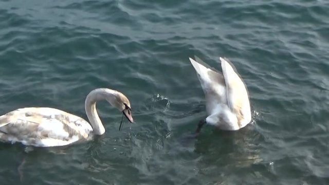 Лебеди на воде ищут еду