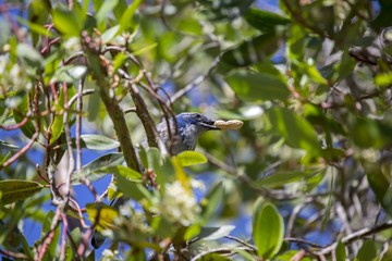 Obraz premium California Scrub jay (Aphelocoma californica)