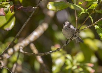 American Bushtit (Psaltriparus minimus)