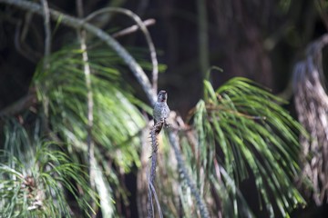 Anna's hummingbird (Calypte anna)
