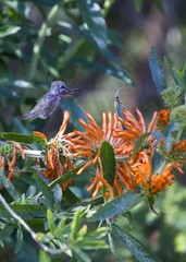 Anna's hummingbird (Calypte anna)