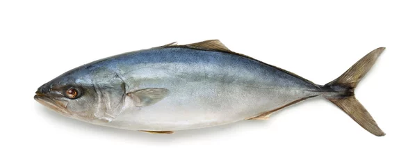 Keuken foto achterwand Vis Verse tonijn