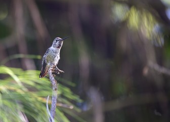Anna's hummingbird (Calypte anna)