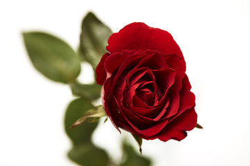 one red rose flower head on white
