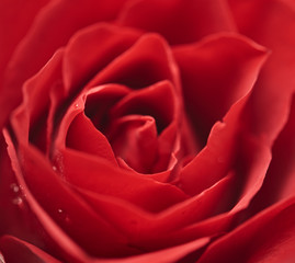 Naklejka premium one red rose flower head on white