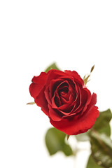 one red rose flower head on white