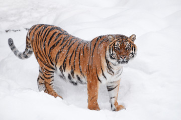 Siberian tiger standing in white winter snow
