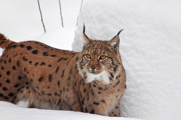 Close up portrait of Eurasian lynx in winter snow