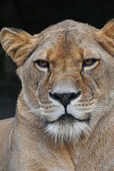 Fototapeta na wymiar Close up portrait of female African lioness
