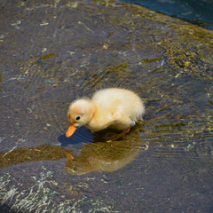 Close up little yellow duckling in blue water