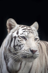 Close up portrait of white tiger