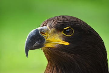 Close up profile portrait of Golden eagle on green