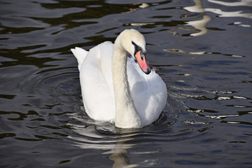 Obraz premium Close up white swan swims and rows in water