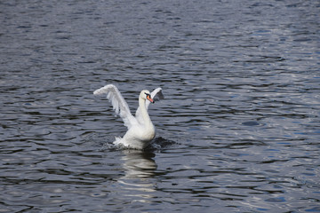 Close up white swan swim and row in water