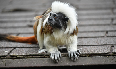 Cotton top tamarin sitting on rooftop