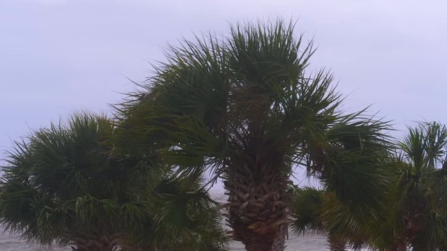 Hurricane Winds on Palm Trees on Ocean