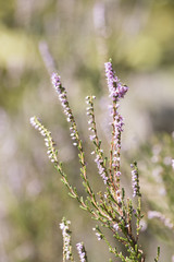 Obraz premium Heather purple erica plant in nature