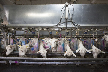 Goats during automatic milking