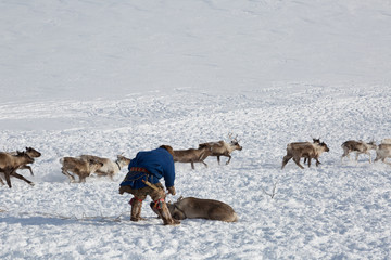 Nenets reindeer mans catches reindeers on a  winter day