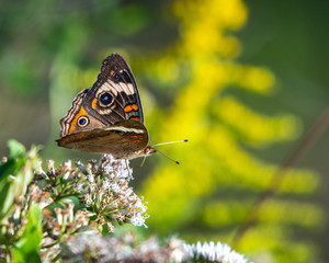 Common Buckeye butterfly among white wildflowers with yellow flowers in the background!