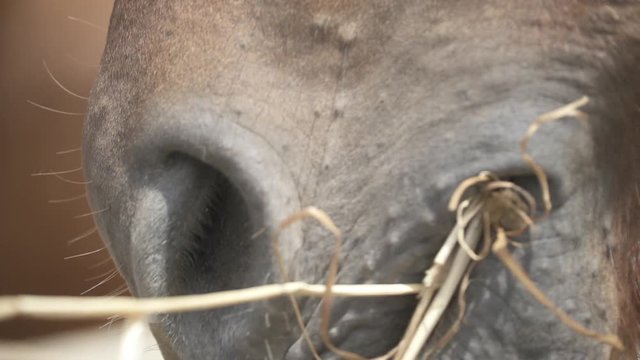 horse eating close up slow motion
