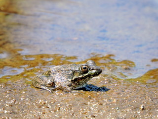 Grenouille du parc de la Mauricie, Québec