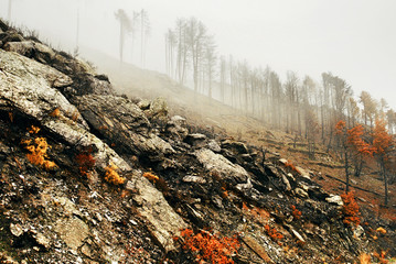 View of burnt pine forest during autumn.