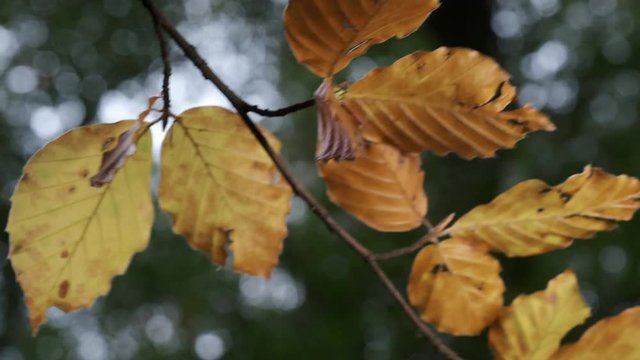 All the shades of Autumn show through as leaves change colour in woodland in Worcestershire, UK and blow in the seasonal wind.